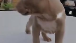 Cute animals goes BIG animals #Shorts.
