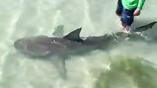 Pet shark ????.
