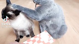 Animals also have love for money