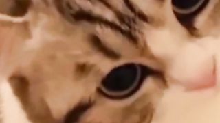 como esses gatos são fofos assistam ao vídeo