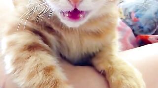 bunyi kucing mengeong#cat #cute #fyp #cats