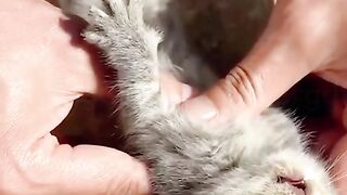 Cat Rescue