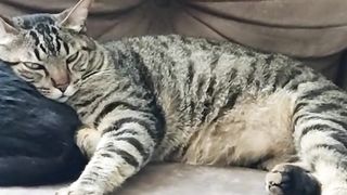 Gatos lindos de se apaixonar