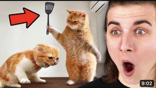 Funniest animals on the internet