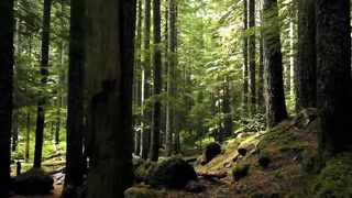 Sound Nature