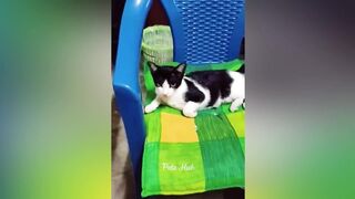 Funniest-Cats-and-Dogs-Funny-Animals