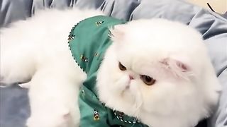 Kucing sangat lucu 2