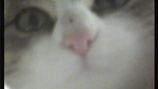 Cat funny enjoy