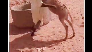 Funny video man and donkey