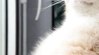 cat her mother Missing