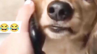 Animal funny video clip 2023 6