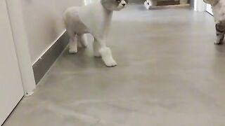 Cat fighting 2