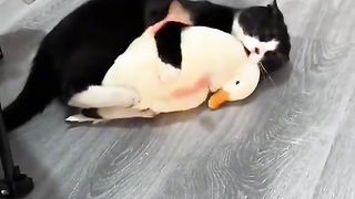 Cat playing with duck