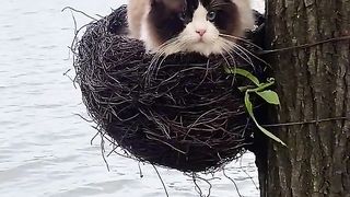 Cat funny 6