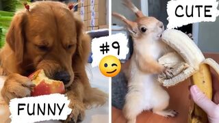 CUTE AND FUNNY ANIMAL VIDEOS . THE BEST! 3