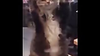 Funny cat 40