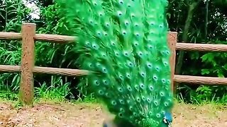 Peacock Dancing