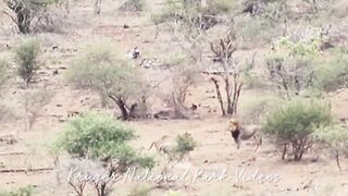 Most Amazing Animal Encounters and Wildlife Sightings