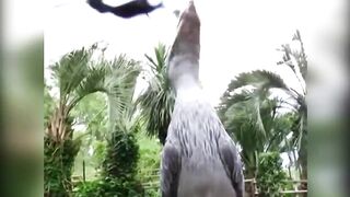 Damn Nature You Scary | Funny Scary Animal Encounters 2