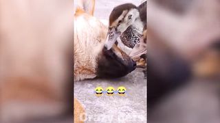 Purrfectly Thrilling Adventures with Cats and Dogs -???????? Funniest Animals 2023 _Crazy Pets