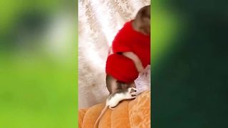 Funniest Animals 2023 ???? Best Funny Cats and Dogs ???????? 6