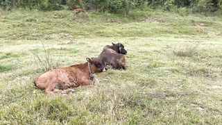 Amazing animals 2