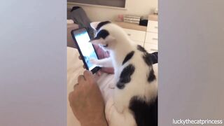 Time to laugh! Videos of funny cats and kittens for a good mood!