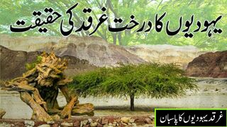 Gharqad ka darakht | reality of gharqad tree in Israel | Tree of Jews | Early Pk | Urdu Hindi |
