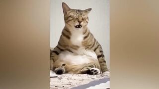 Funny cats / dogs - Funny animal videos 2023 2