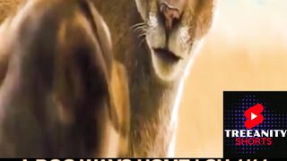 MOVIE : A DOG WAYS HOME sub Indo