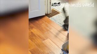 Funniest Dogs And Cats Videos ???? - Best Funny Animal Videos 2022 ????????????