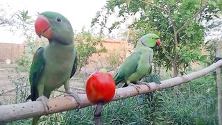 parrot paradise bird,indian Ringneck parrot Talking,eating tamoto
