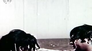Tere bheege badan ki khushboo se|Old Pakistani song# Film Sharafat Best of Shbnam Nadeem#فلم شرافت