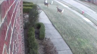2 Deers in my Front Yard