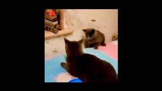 Fun and Cute-Funny baby video2