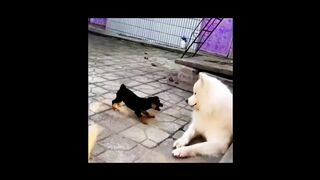 Fun and Cute-Funny baby video3