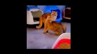 Fun and Cute-Funny baby video4