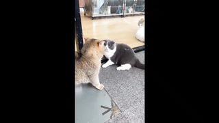 Fun and Cute-Funny baby video5