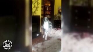 Top 13 GUILTY Dogs - Ultimate FUNNY and CUTE Guilty Dogs