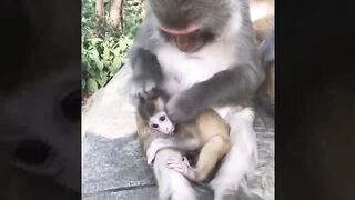 FUNNY MONKY