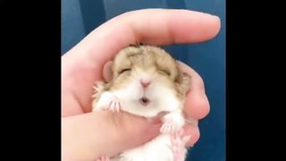 Aww???? Funny and Cute Hamster Videos Compilation????