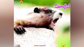 Random Funny Videos |Try Not To Laugh Compilation | Cute People And Animals Doing Funny Things 5