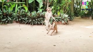 MONKY WITH DOG
