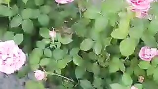 Цветы 5