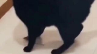 Cat Fights