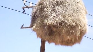 15 Fascinating Nests: A Look at the Incredible Homes of Animals