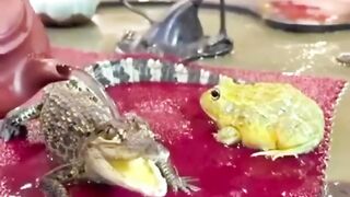 funny animal 12