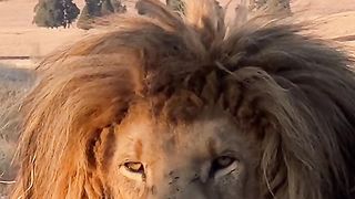 handsome lion