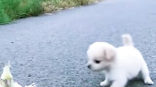Cute dog 6