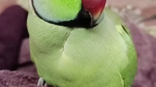 Parrot Talking